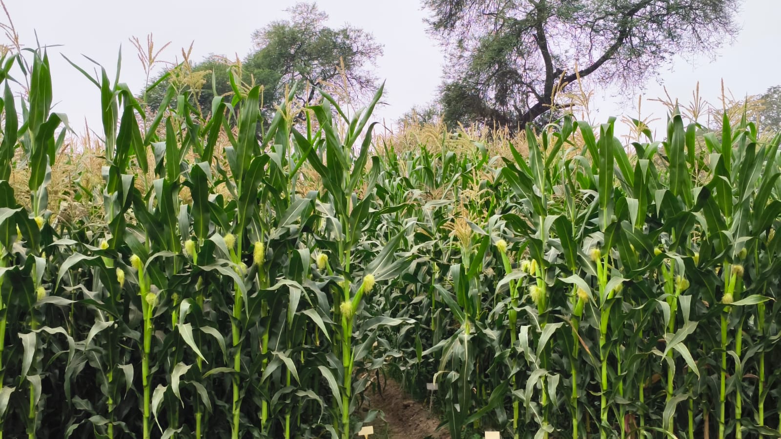 Faculty of Agriculture Banner